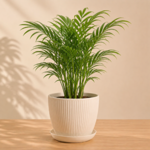 Areca Palm