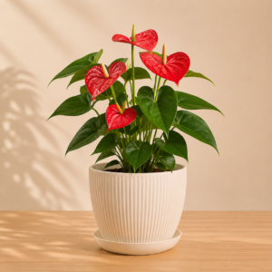 Anthurium