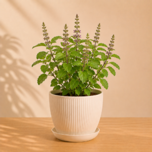Tulsi Plant (Holy Basil)