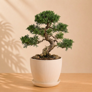 Mini Bonsai Plant