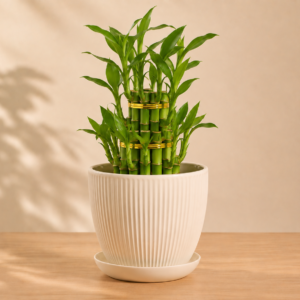 Bamboo Plant (3 Layers)