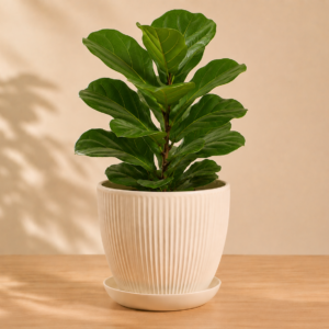 Fiddle Leaf Fig