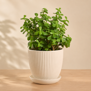 Jade Plant