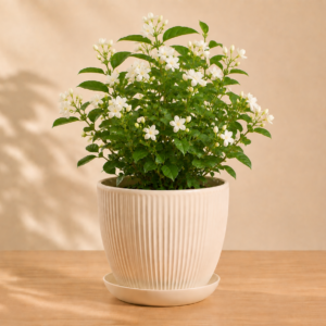 Jasmine