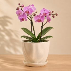 Orchid