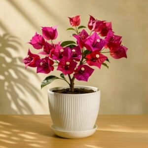 Bougainvillea